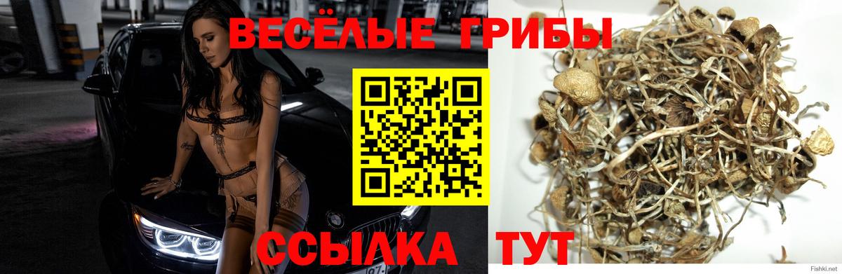 Губкинский  Галлюциногенные грибы прущие грибы  Вход с VPN 